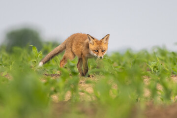 Red fox youngster walking in the field.