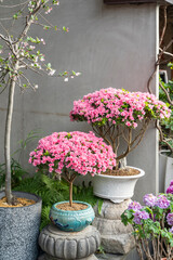 Blooming camellia bush and bonsai trees in a pots