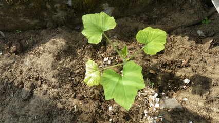 seedlings of squash in the greenhouse