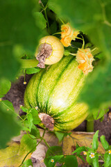 Ripening zucchini and ovary on a bed