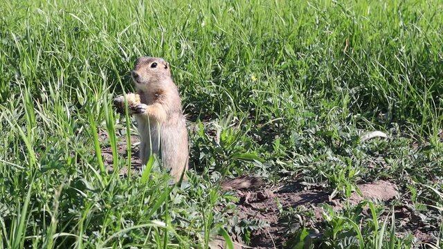 A gopher eats near its hole. Young cute ground hog eating