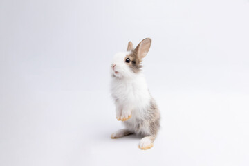 Little brown rabbit standing on isolated white background at studio. It's small mammals in the family Leporidae of the order Lagomorpha. Animal studio portrait.