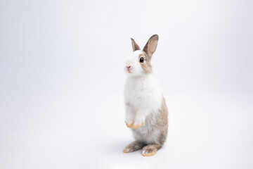Little brown rabbit standing on isolated white background at studio. It's small mammals in the family Leporidae of the order Lagomorpha. Animal studio portrait.