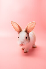 Little white and brown rabbit sitting on isolated pink or old rose background at studio. It's small mammals in the family Leporidae of the order Lagomorpha. Animal studio portrait.