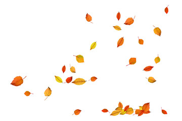 Autumn leaves fall. Bright clip art on white background