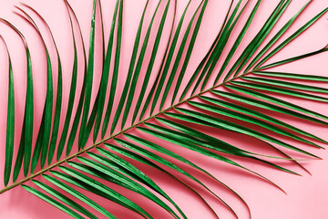 Green palm leaf on pink background close up.