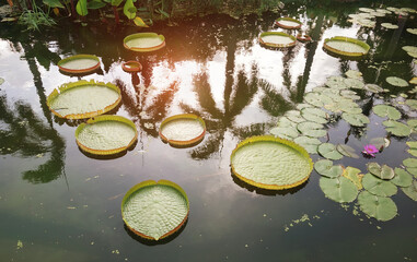 Huge floating lotus(Giant Amazon water lily,Victoria amazonia) leaves in pond.