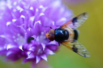 Hoverfly on a chive flower.