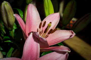 Close up of the stamens of a pink Lily