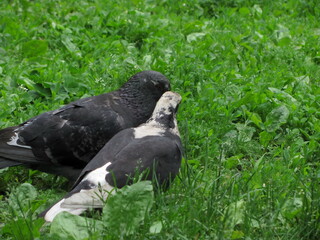 A couple of doves in the grass seem to whisper