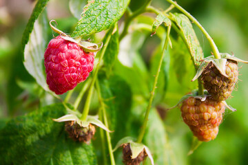 Bush with raspberries - ripe and ripening berries on a branch