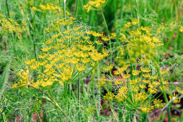 Yellow dill umbrellas. Background of dill in the garden.