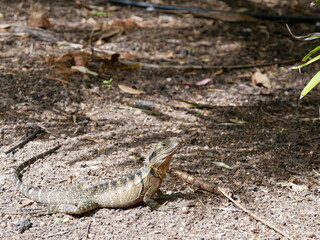 Lizard looking up