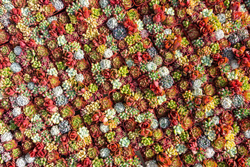 Miniature succulent plants (succulent cactus) at the garden