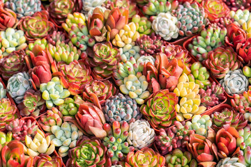 Miniature succulent plants (succulent cactus) at the garden