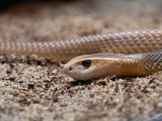Dangerous Coastal Taipain