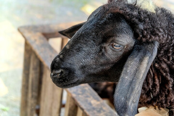 close up black sheep
