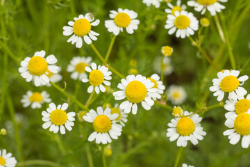 Flowers of chamomile with blurred same flowers on the background