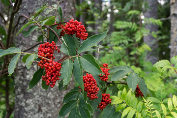Red berries growing on a tree in the mountains