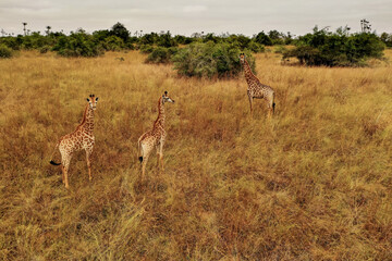 Naklejka na ściany i meble Giraffes in the wild, African landscapes 
