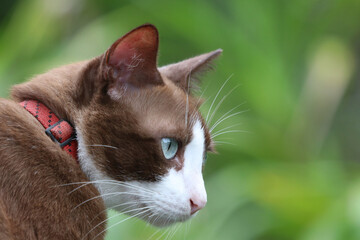 Portrait of young cat white and brown cat loneliness and not looking the camera
