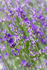 Floral summer background of blooming lavender. Violet lavender flowers. Abstract vertical natural lavender blossom background. Soft focus.