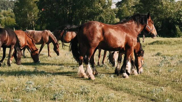 herd of horses graze in a green meadow. Brown horses eat green grass.