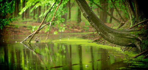 Calm wide river in a mystical forest.