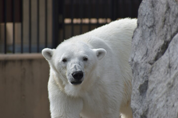 旭山動物園　シロクマ