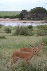 Two beautiful antelopes in African savanna