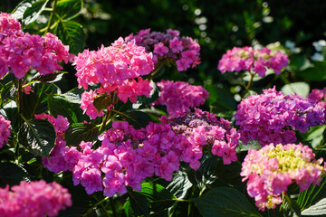 大阪市の宿泊施設「ホテル・ロッジ舞洲」のあじさい