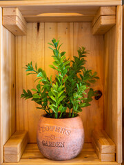 Fototapeta na wymiar Organic fresh plant in pot, home gardening