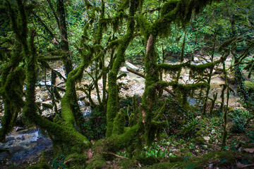 Fototapeta na wymiar green rainforest where the trees are covered with moss