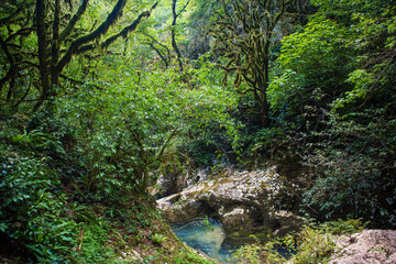 Obraz premium green rainforest where the trees are covered with moss
