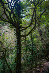 Fototapeta premium green rainforest where the trees are covered with moss