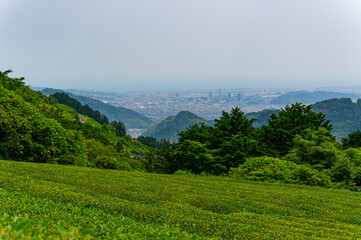 茶畑と静岡市の街