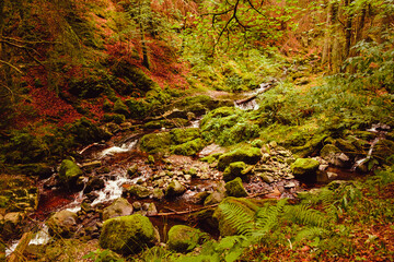 Small river in the forests of the Ravenna Gorge (Ravennaschlucht) located in the southwest of...