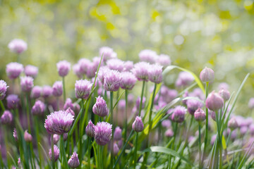 Field of purple  flowers in sunny summer day
