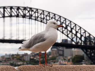 Seagull in front Harbour Bridge, Sydnet
