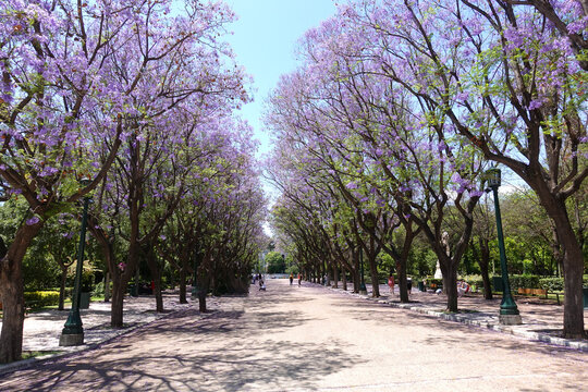 Photo from Athens national gardens and public Zappeion hall with beautiful Jacaranda trees in blossom, Athens centre, Attica, Greece