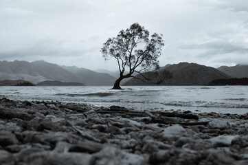 Wanaka Tree in Lake Wanaka from the shore on a cloudy day