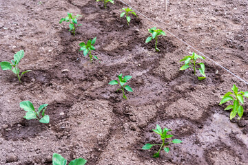 Eggplants and peppes young plants growing in the garden.