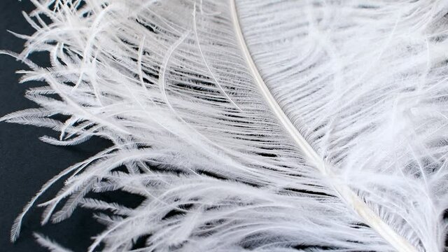 Light, delicate ostrich feather. White feather on a black background