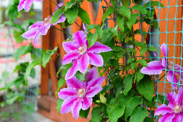 purple pink large clematis flowers on a grid in the home garden . macro photo of flowers, close-up, space for text