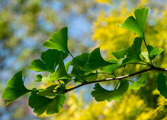 Ginkgo tree (Ginkgo biloba) or gingko with brightly green new leaves against background of blurry yellow foliage. Selective close-up. Fresh wallpaper nature concept. Place for your text