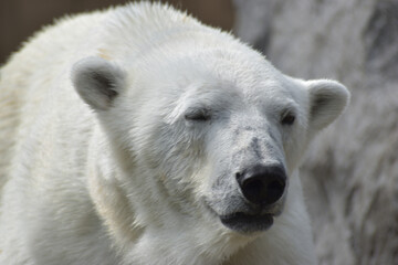 旭山動物園　シロクマ