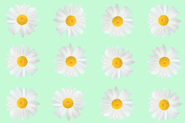 Fototapeta premium Flower arrangement of daisies on a green background, top view, flat position.