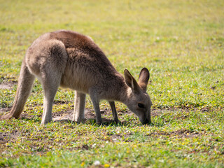 An eating kangaroo