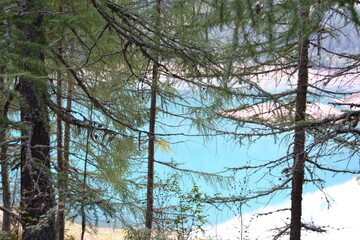 Obraz premium trees in the forest