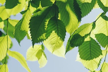 Green leaves on a background of blue sky closeup photograph. Summer sunny image